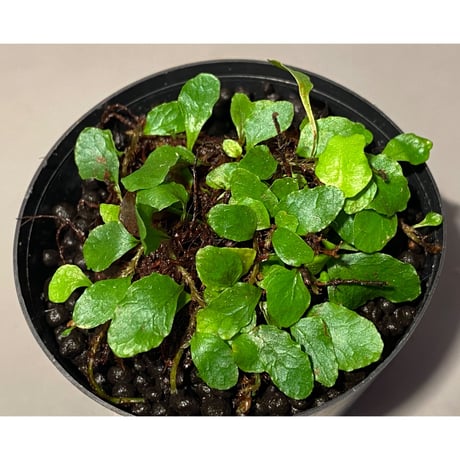 Microgramma heterophylla 伊藤蟻植物農園