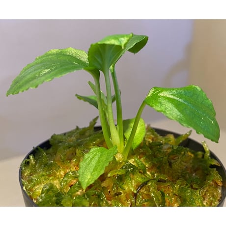 Homalomena sp. "Minimum" from Padan Utara [AZ0512-04]