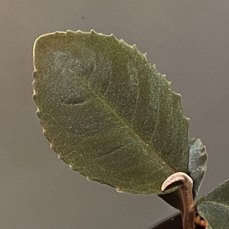 Ardisia sp. from Riau sumatera