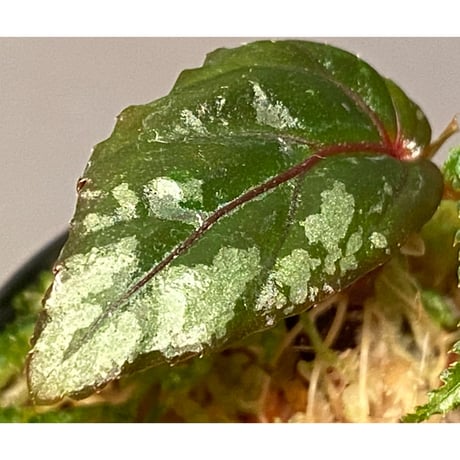 Begonia sp. from Sarawak