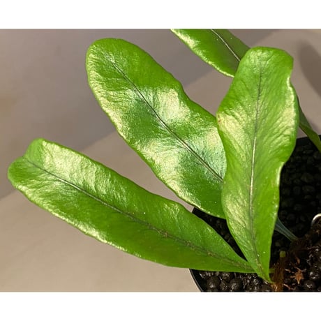 Microgramma nitida 伊藤蟻植物農園