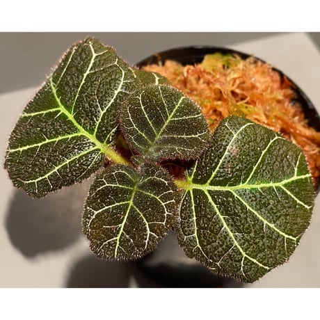 Pearcea hypocyrtiflora from Napo Ecuador [tanakay]