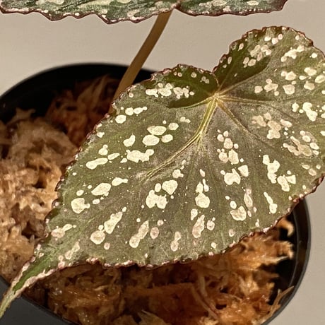 Begonia sp. from Aceh sumatera [LA1115-01T]