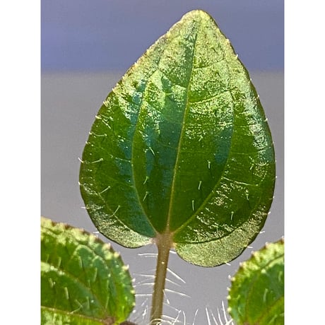 Phylagathis sp. from Cao Bang. Vietnum