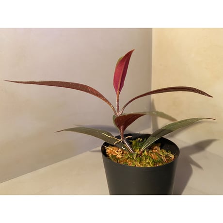Medinilla sp. from Irian Jaya Papua