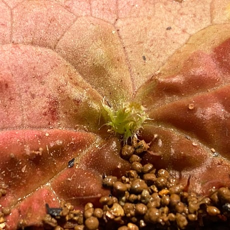 Begonia susaniae