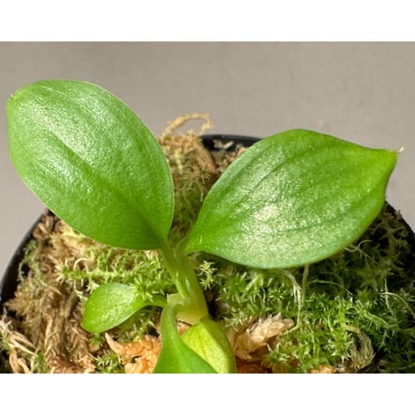 Homalomena sp . from Jerteh [TK090118-2]