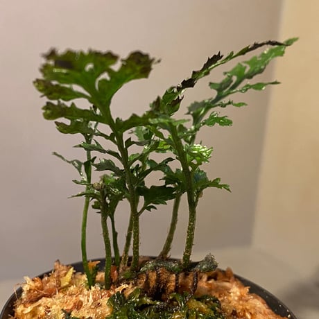Bolbitis heteroclita cuspidata
