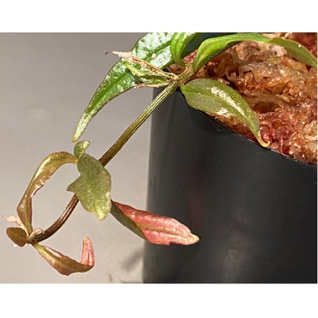 Medinilla sp. from Bukidnon 1.300m Mindanao Philippines