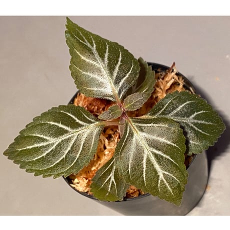 イワタバコ科の不明種 from Ecuador