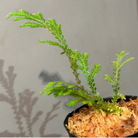 Selaginella sp. from Prachuap Khiri Khan Thailand