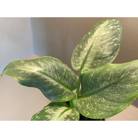 Schismatoglottis Rongisupata from West Kalimantan [KN]