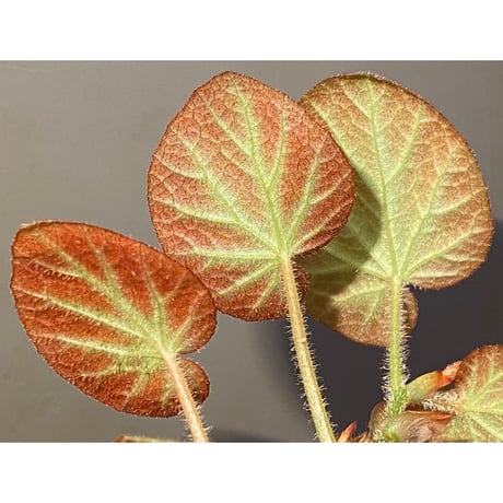 Begonia sp. from Manaus