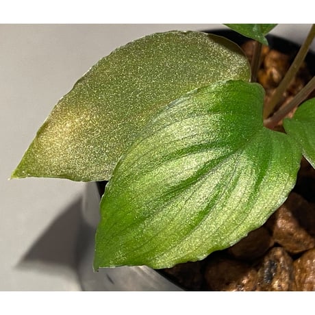 Homalomena humilis from Cameron Highlands [TK150815]