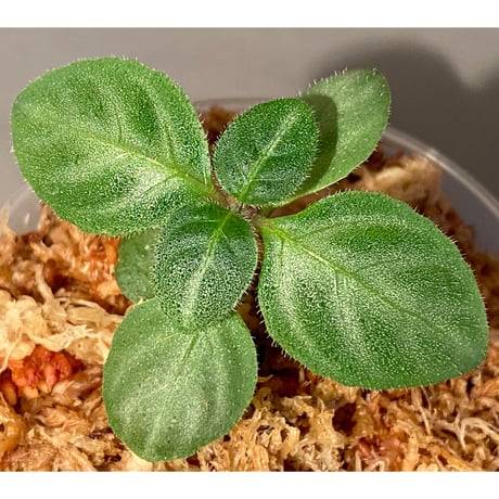 Gymnostachyum sp. f1 from Sumatera Barat [LA0414-01]