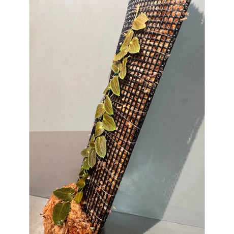 Pothos barberianus from Kapuas fulu West Kalimantan