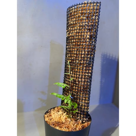 Teratophyllum aculeatum from Nanga pinoh [TB]