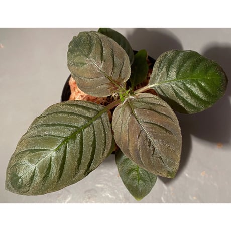 Ophiorrhiza sp. from Papua Barat[LA0319-01]