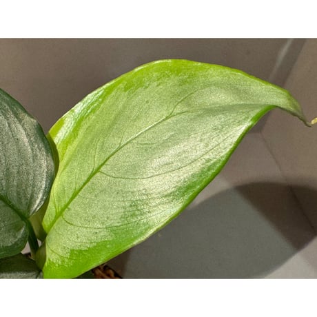 Schismatoglottis sp. "Silvercloud" from Malaysia ①