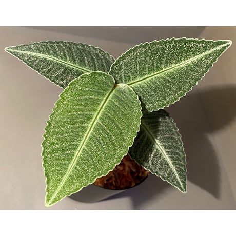 Ardisia sp. from Raub Pahang