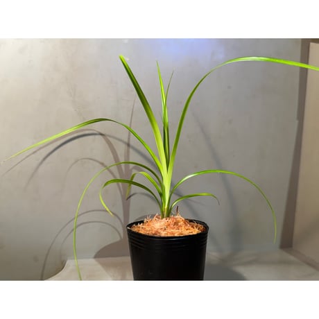 Cyperus sp. from Baratang Island Andaman
