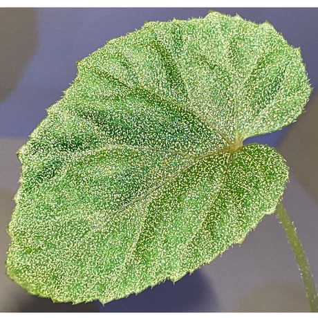 Begonia sp. from Ha Noi [TK140617]