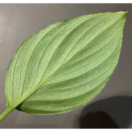 Homalomena sp. "Green" from Bogor