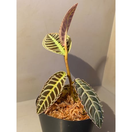 Emblemantha urnulata (Labisia sp.) from Riau sumatera [LA0815-01] ②