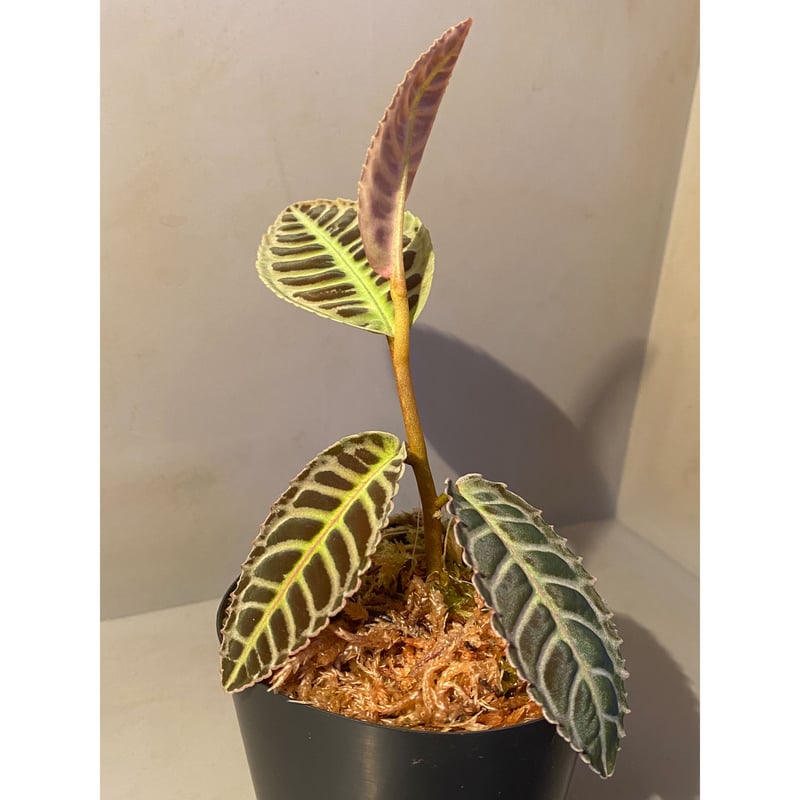 Emblemantha urnulata (Labisia sp.) from Riau su