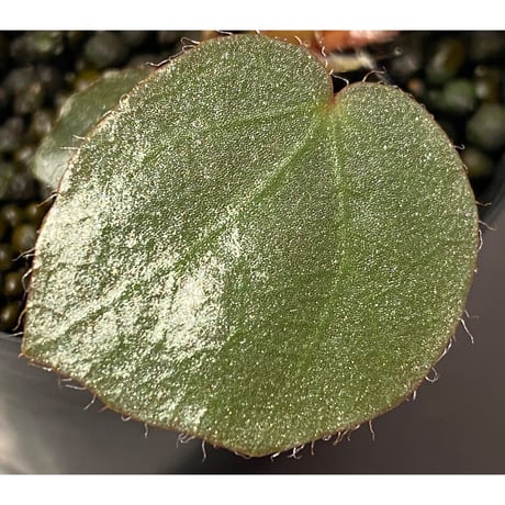 Begonia sp. f1 from Sumatera [NT ORCHID]