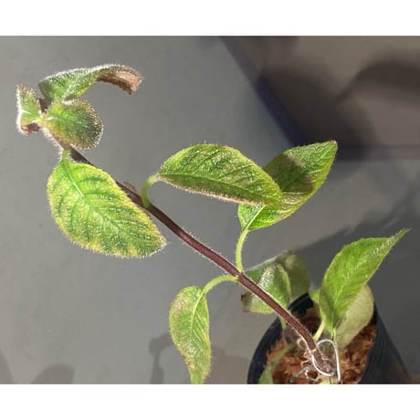 Cyrtandra sp. "Sabah-6" [R0515-03a]