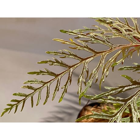 Begonia bipinnatifida [STRINGE PLANTS]