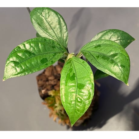 Elatostema sp. from Nopphitam [TK260915]