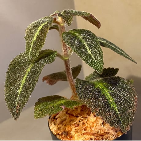 Episcia sp. from Basco Ecuador
