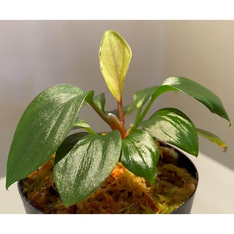 Homalomena sp. from West Kalimantan