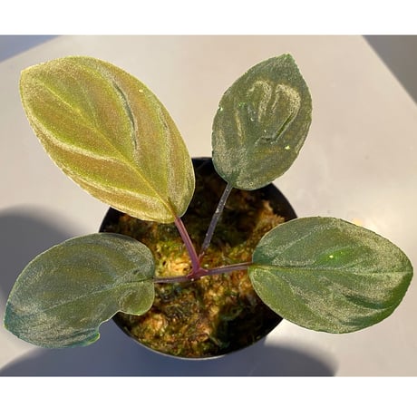 Homalomena sp. from Greak Malaysia [NT ORCHID]