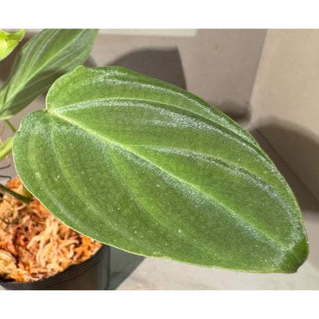 Philodendron melanochrysum
