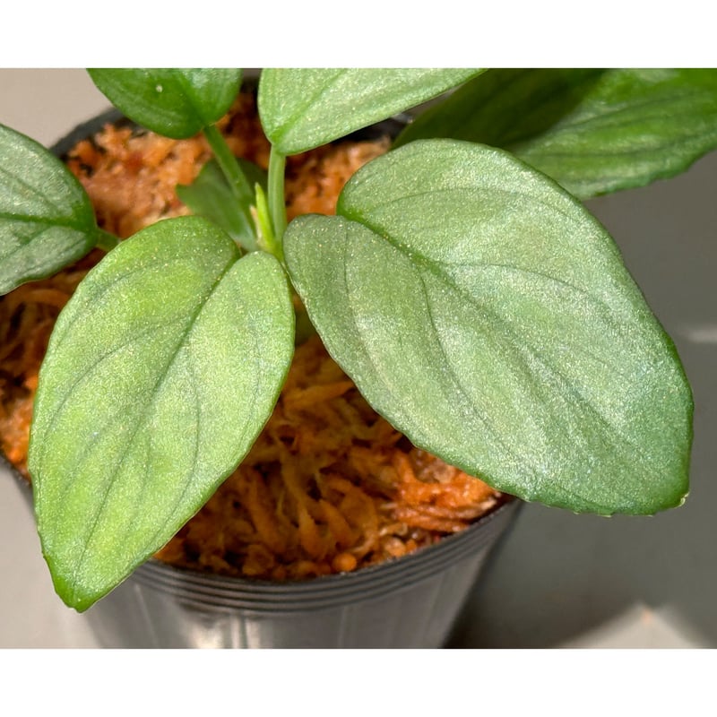 Homalomena sp. Homalomena sp.