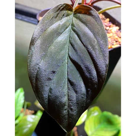 Homalomena sp. from Kapuas Hilir