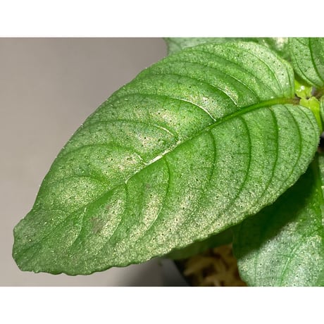 Ophiorrhiza sp. "Kayulapis" Kalimantan barat [TB]
