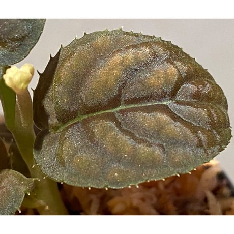 Ardisia sp. from Vietnam