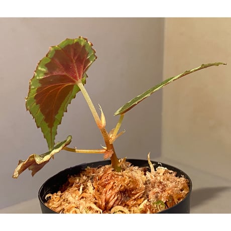 Begonia cf. baramensis