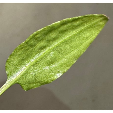 Cryptocoryne minima from Aceh sumatera [出射氏]