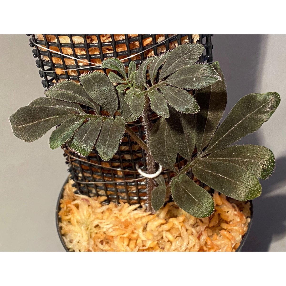 原種ベゴニア begonia sp ボルネオ Begonia ベゴニア sp Borneo 希少