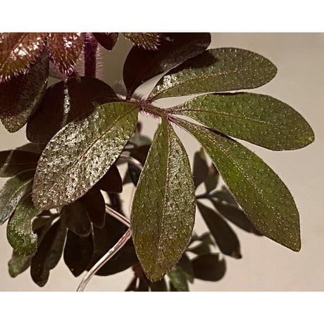 Solanum uleanum