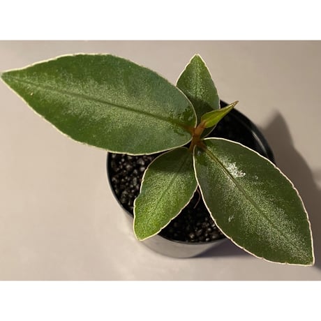 Ardisia malauiana from Sanggau kalimantan