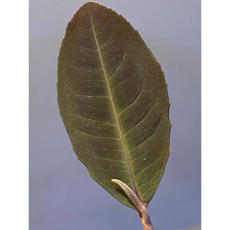Ardisia sp. from Riau sumatera