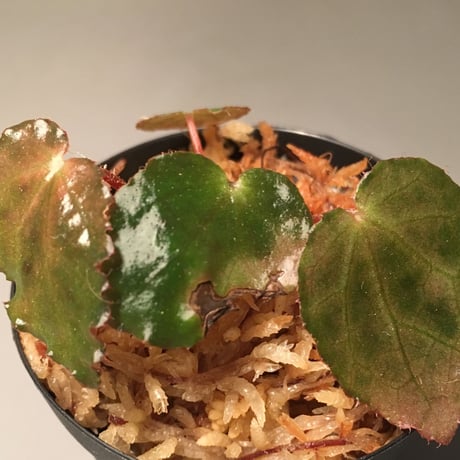 Begonia melanobulata from North Vietnam