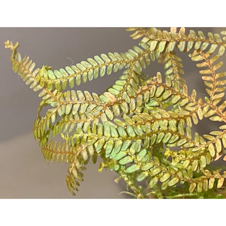 Selaginella siamensis