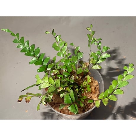 シダの一種 from Tennesserim District Myanmar